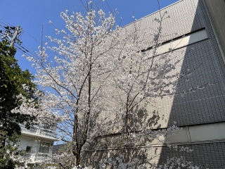 中庭にたたずむアメリカから里帰りした高峰桜